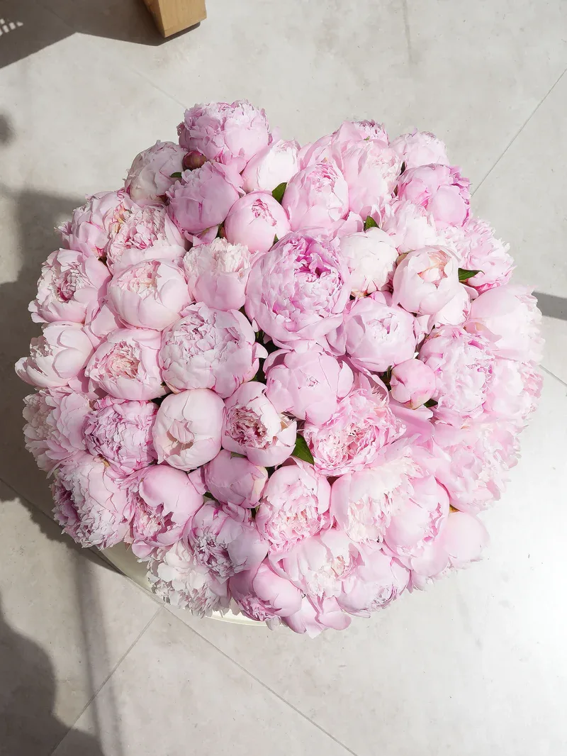 50 Dreamy Pink Peony