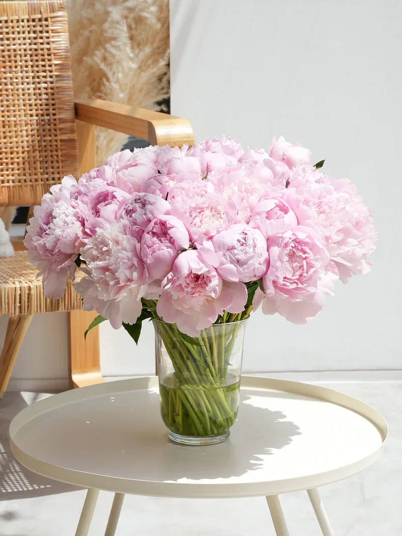 50 Dreamy Pink Peony