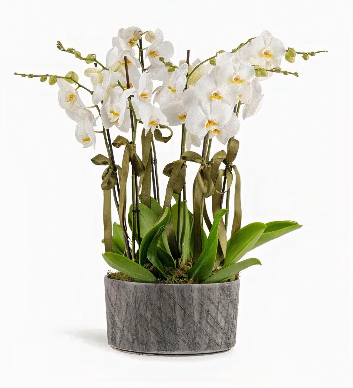 4x Double Branched White Orchid