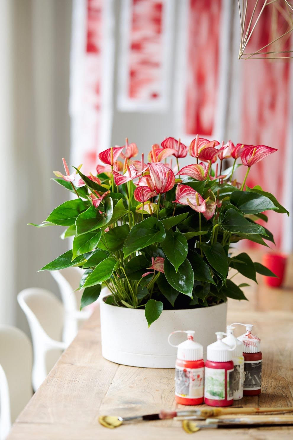 4x Red Mini Anthurium