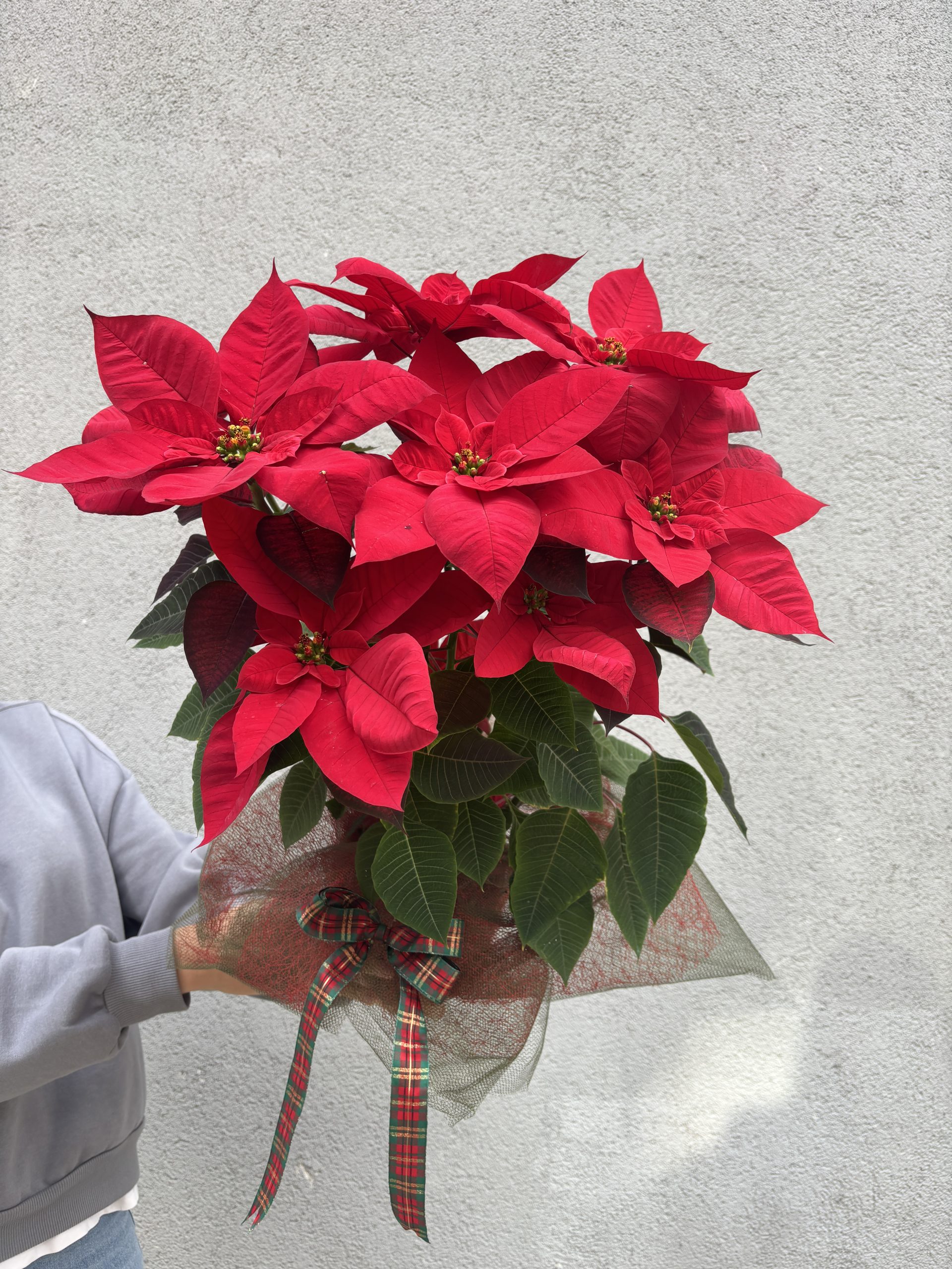Poinsettia
