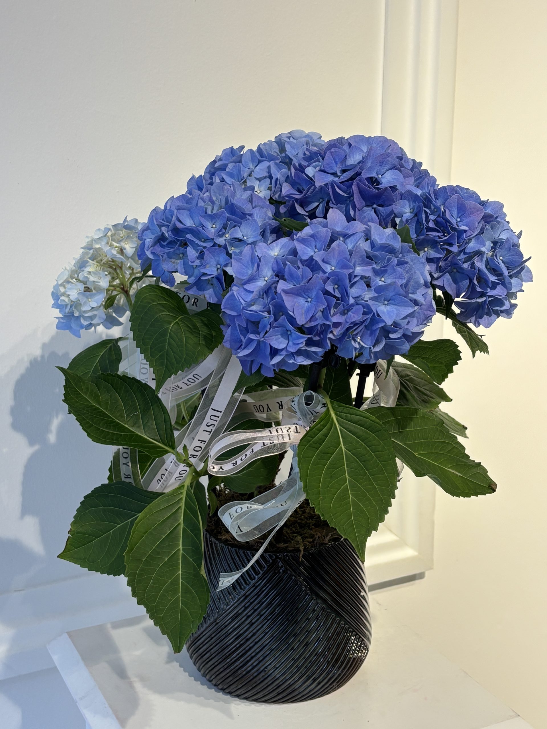 Sky Bloom Blue Hydrangea