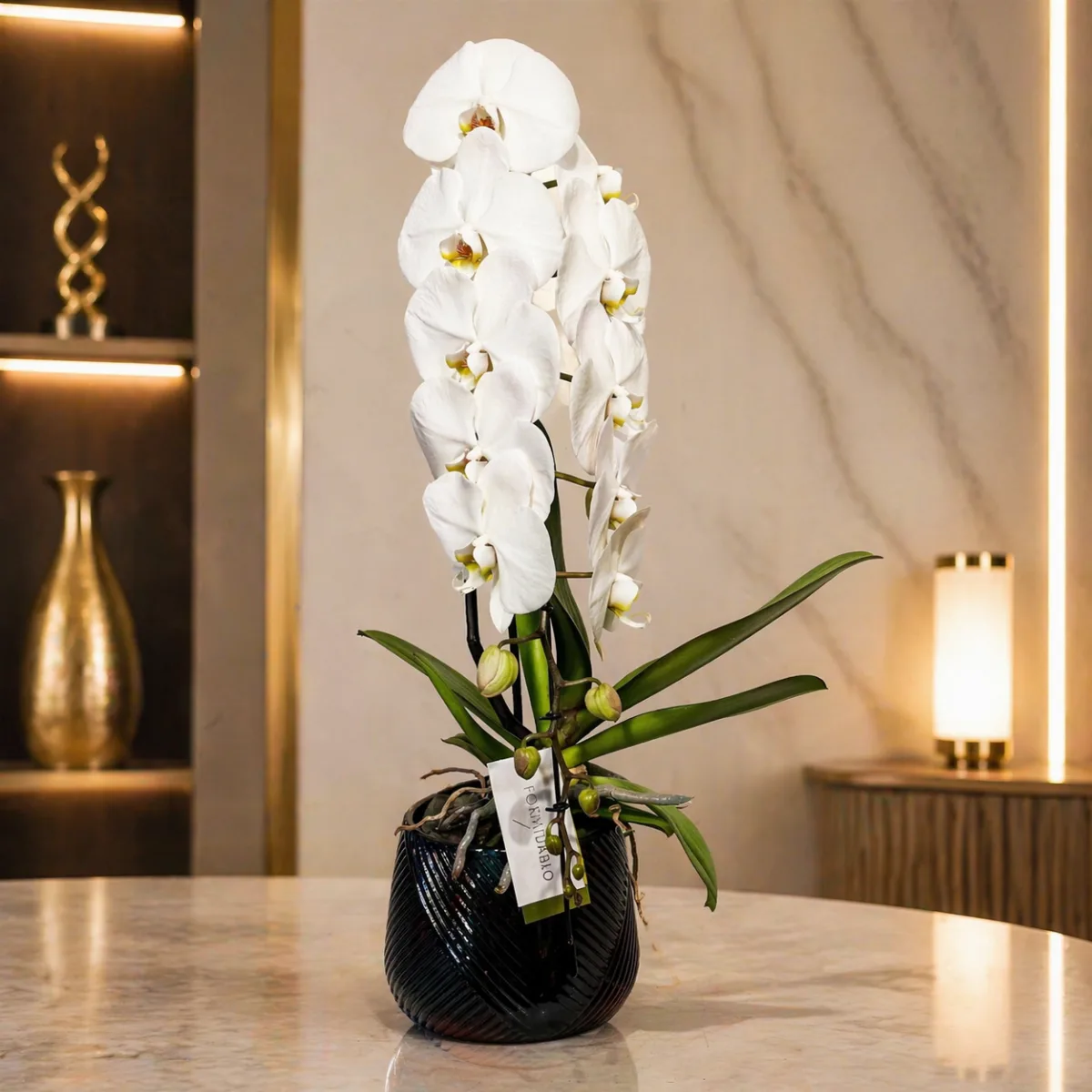 Formidablo Lux Orchid