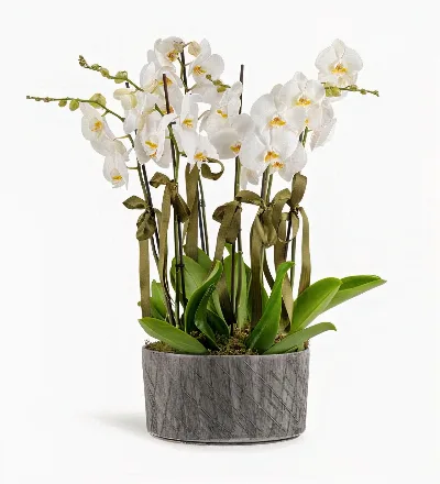 White Angelica