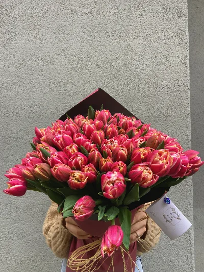 101 Dreamer Tulips